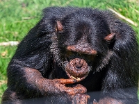 Nelspruit, Instytut Szympansów imienia Jane Goodal